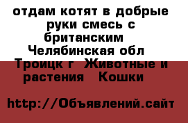 отдам котят в добрые руки,смесь с британским. - Челябинская обл., Троицк г. Животные и растения » Кошки   